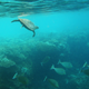 This little dude’s probably on his way to find some seagrass.